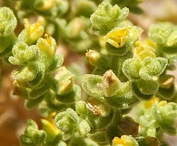 Tetragonia angustifolia