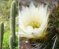 Trichocereus chiloensis