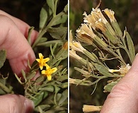 Trixis cacalioides