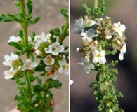 Troncosoa seriphioides