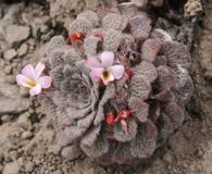Viola microphylla