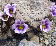 Viola volcanica