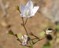 Wahlenbergia linarioides